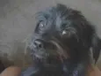 Elis