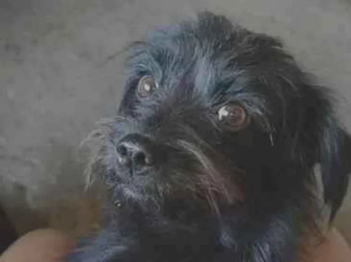 Cachorro raça SRD-ViraLata idade 2 anos nome Elis