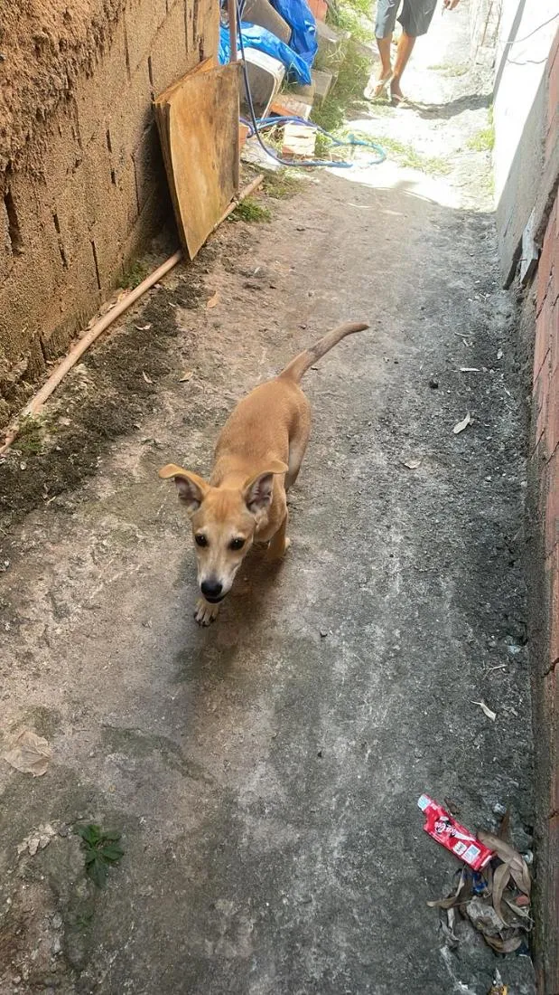 Cachorro raça SRD-ViraLata idade 2 a 6 meses nome Pudim