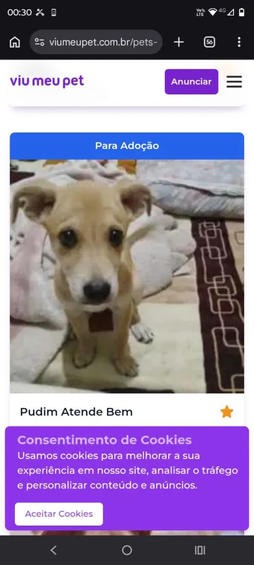 Cachorro raça SRD-ViraLata idade 2 a 6 meses nome Pudim