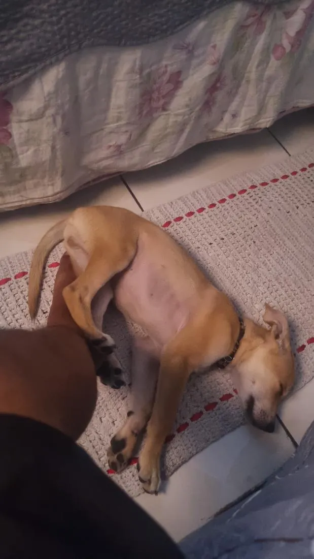 Cachorro raça SRD-ViraLata idade 2 a 6 meses nome Pudim