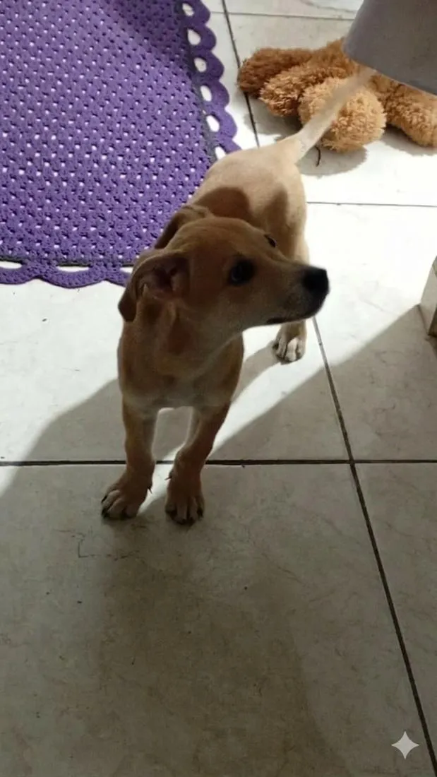 Cachorro raça SRD-ViraLata idade 2 a 6 meses nome Pudim