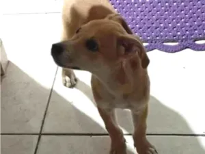 Cachorro raça SRD-ViraLata idade 2 a 6 meses nome Pudim