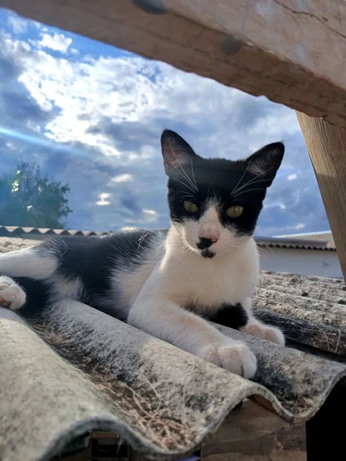 Gato raça SRD-ViraLata idade 7 a 11 meses nome Simon