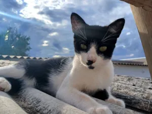 Gato raça SRD-ViraLata idade 7 a 11 meses nome Simon