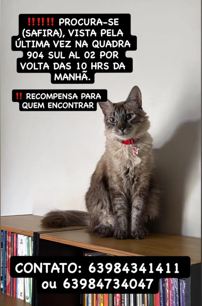 Gato raça SRD-ViraLata idade 2 anos nome Safira