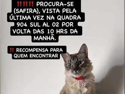 Gato raça SRD-ViraLata idade 2 anos nome Safira