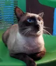João 