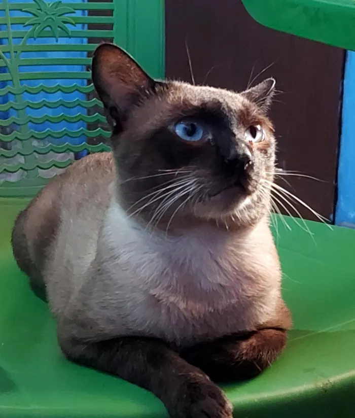 Gato raça Siamês idade 1 ano nome João 