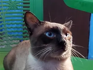 Gato raça Siamês idade 1 ano nome João 