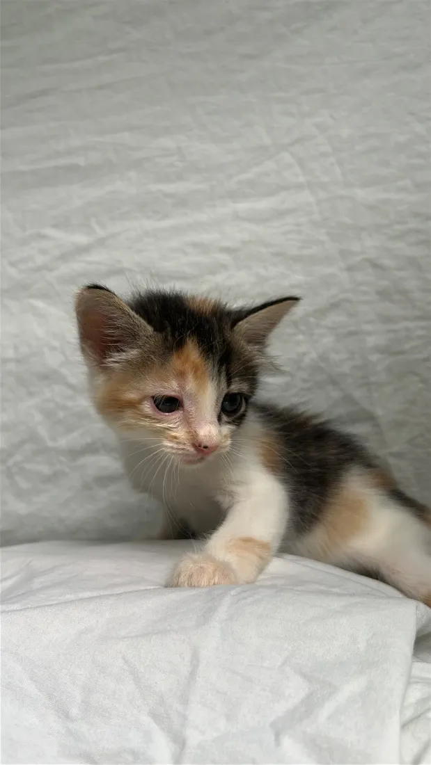 Gato raça SRD-ViraLata idade Abaixo de 2 meses nome gatinha tricolor 