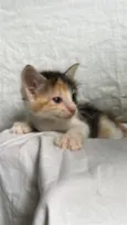 gatinha tricolor 
