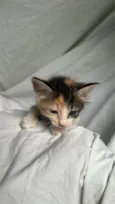 gatinha tricolor 