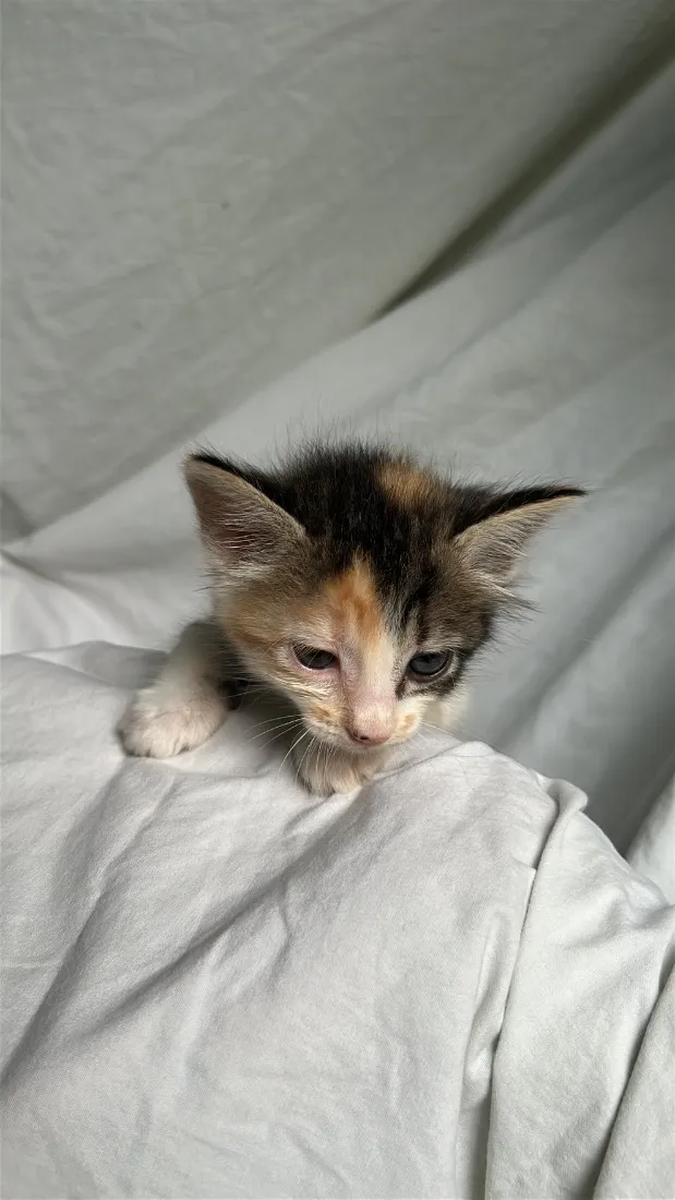 Gato raça SRD-ViraLata idade Abaixo de 2 meses nome gatinha tricolor 