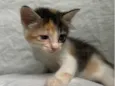 gatinha tricolor 