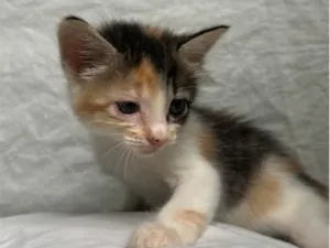 Gato raça SRD-ViraLata idade Abaixo de 2 meses nome gatinha tricolor 