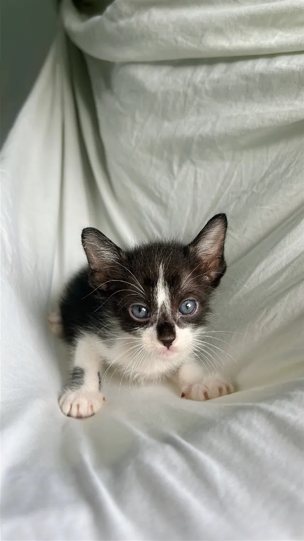 Gato raça SRD-ViraLata idade Abaixo de 2 meses nome gatinho preto e branco