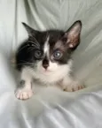 gatinho preto e branco