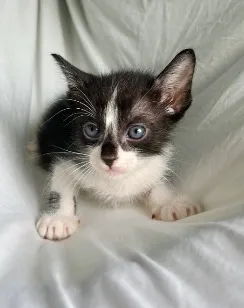 Gato raça SRD-ViraLata idade Abaixo de 2 meses nome gatinho preto e branco