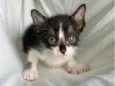 gatinho preto e branco