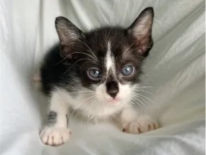 Gato raça SRD-ViraLata idade Abaixo de 2 meses nome gatinho preto e branco