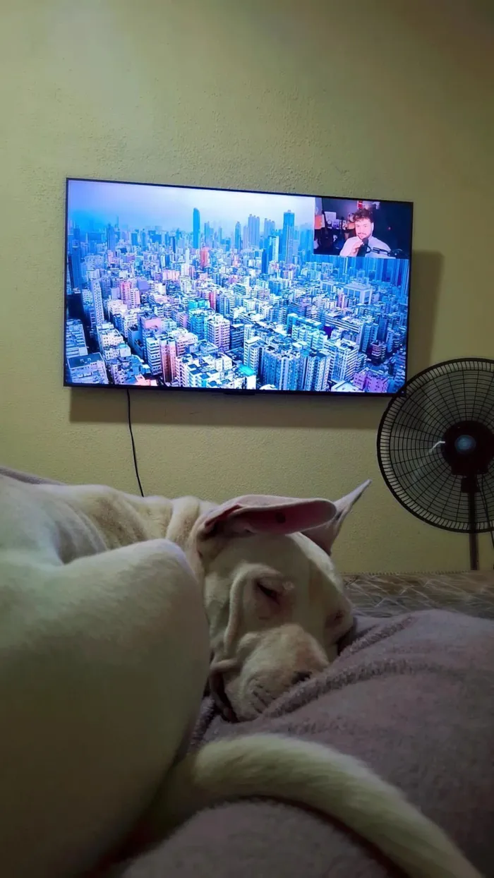 Cachorro raça SRD-ViraLata idade 7 a 11 meses nome Apollo