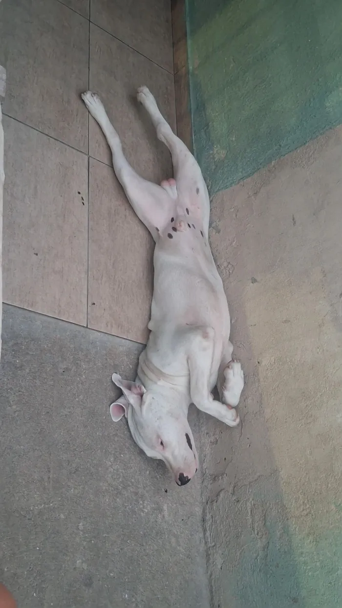 Cachorro raça SRD-ViraLata idade 7 a 11 meses nome Apollo