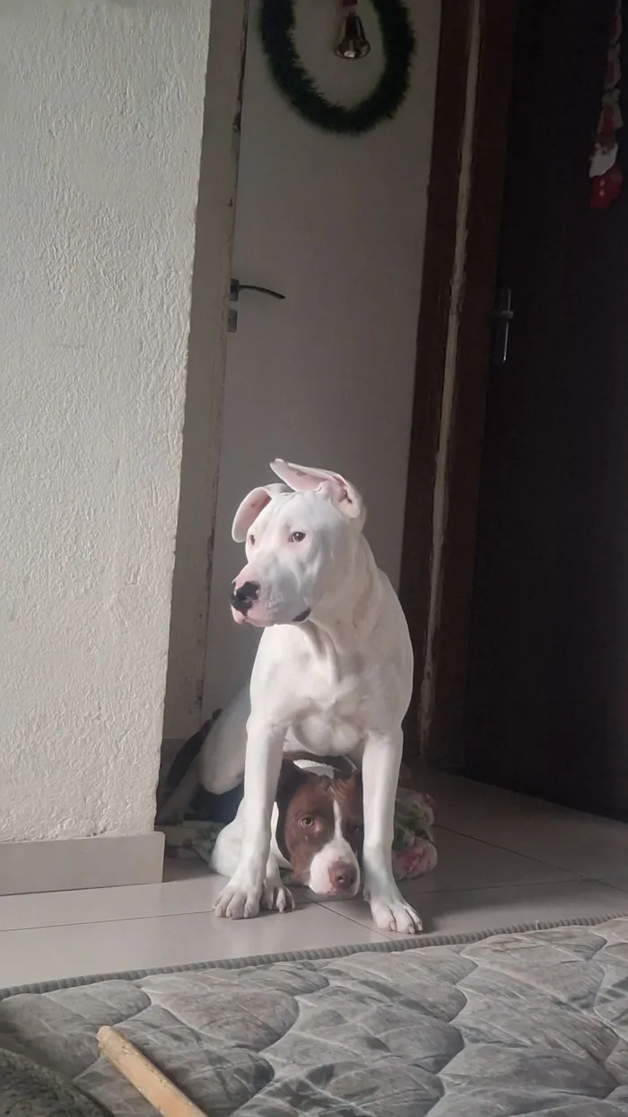 Cachorro raça SRD-ViraLata idade 7 a 11 meses nome Apollo
