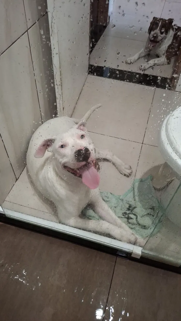 Cachorro raça SRD-ViraLata idade 7 a 11 meses nome Apollo