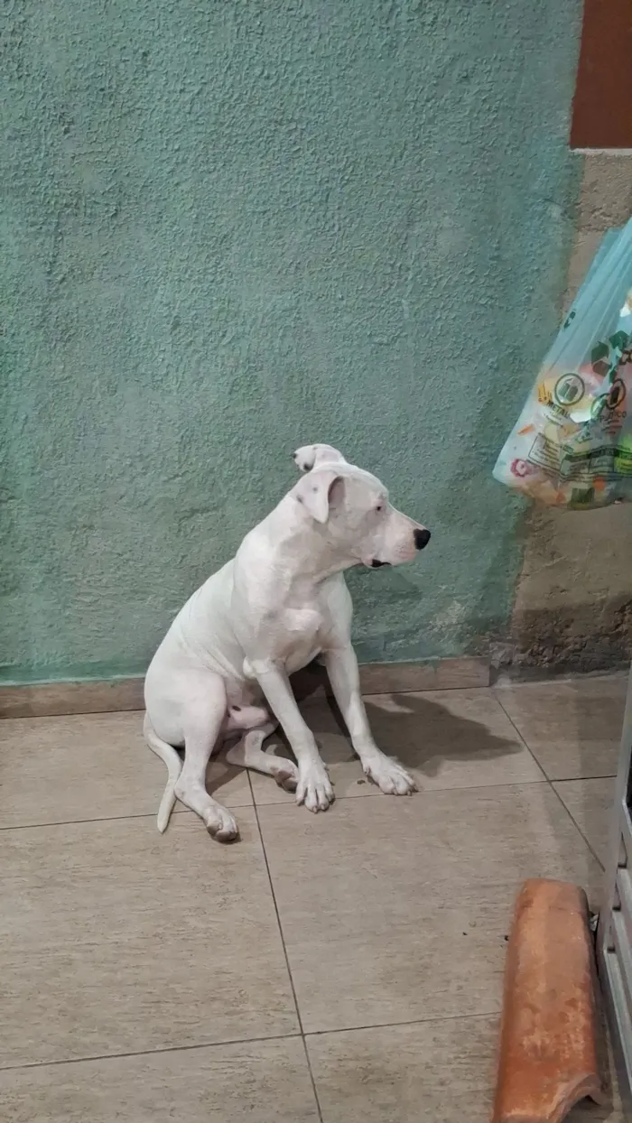 Cachorro raça SRD-ViraLata idade 7 a 11 meses nome Apollo