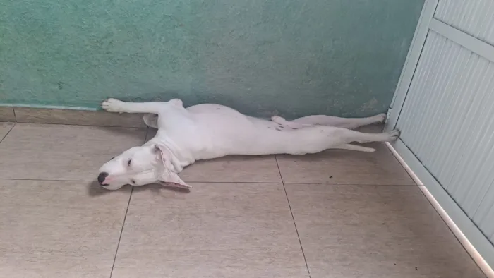 Cachorro raça SRD-ViraLata idade 7 a 11 meses nome Apollo