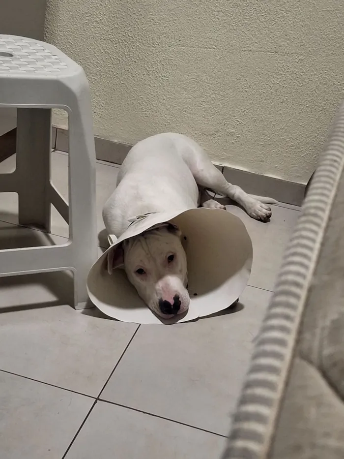 Cachorro raça SRD-ViraLata idade 7 a 11 meses nome Apollo