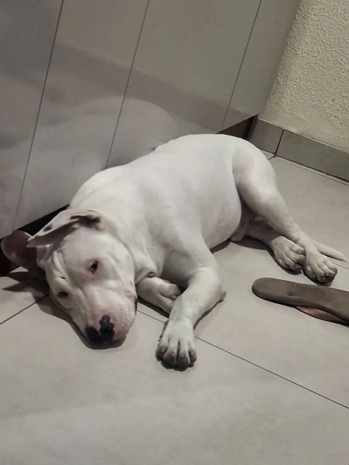 Cachorro raça SRD-ViraLata idade 7 a 11 meses nome Apollo