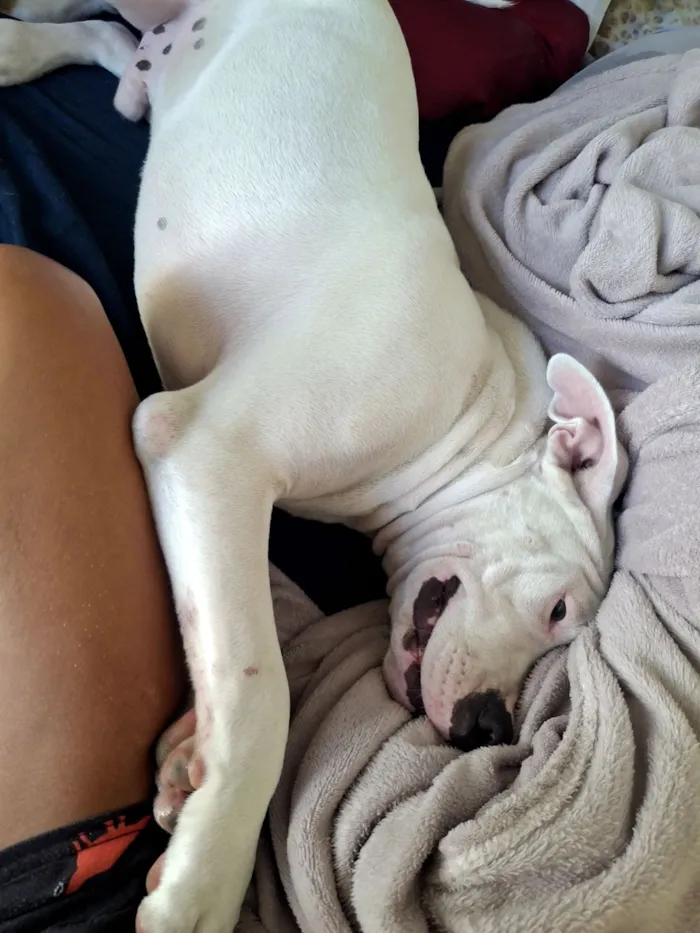 Cachorro raça SRD-ViraLata idade 7 a 11 meses nome Apollo