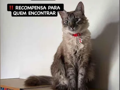 Gato raça SRD-ViraLata idade 2 anos nome Safira