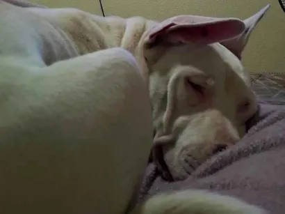 Cachorro raça SRD-ViraLata idade 7 a 11 meses nome Apollo