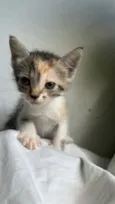 gatinha caçula 