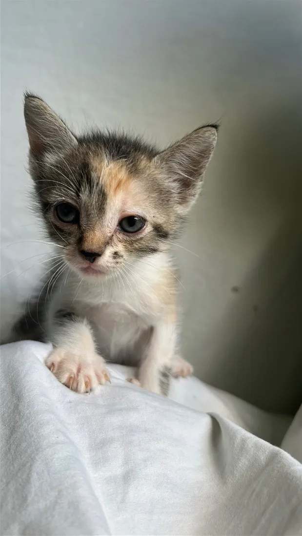 Gato raça SRD-ViraLata idade Abaixo de 2 meses nome gatinha caçula 