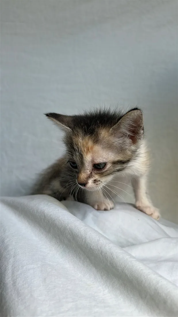 Gato raça SRD-ViraLata idade Abaixo de 2 meses nome gatinha caçula 