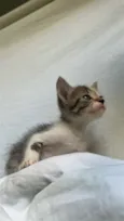 gatinha caçula 