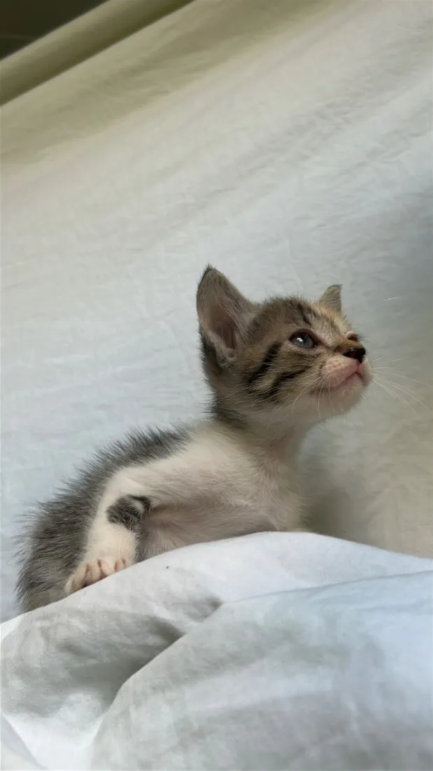 Gato raça SRD-ViraLata idade Abaixo de 2 meses nome gatinha caçula 