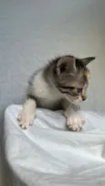 gatinha caçula 