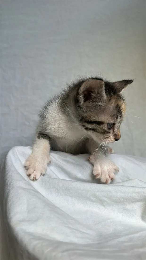 Gato raça SRD-ViraLata idade Abaixo de 2 meses nome gatinha caçula 