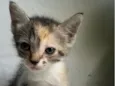 gatinha caçula 