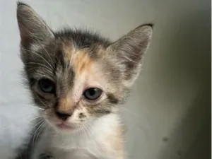 Gato raça SRD-ViraLata idade Abaixo de 2 meses nome gatinha caçula 