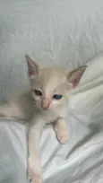 gatinho branco
