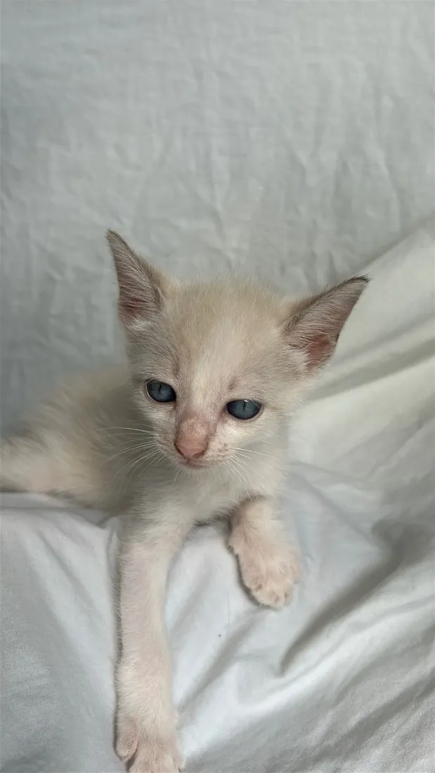 Gato raça SRD-ViraLata idade Abaixo de 2 meses nome gatinho branco