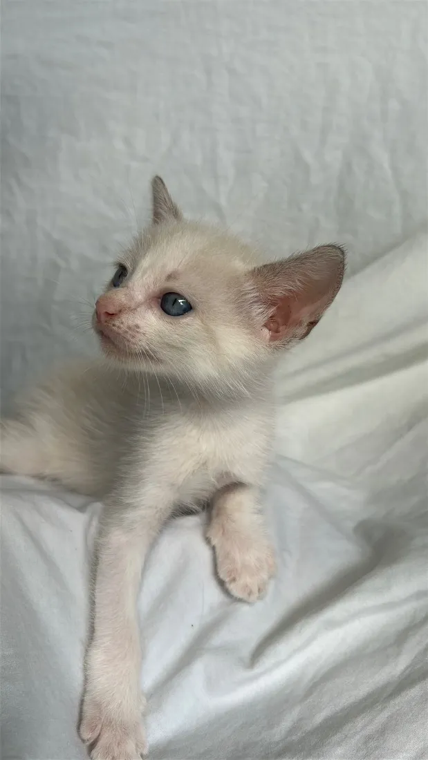 Gato raça SRD-ViraLata idade Abaixo de 2 meses nome gatinho branco