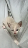 gatinho branco
