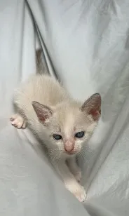 Gato raça SRD-ViraLata idade Abaixo de 2 meses nome gatinho branco